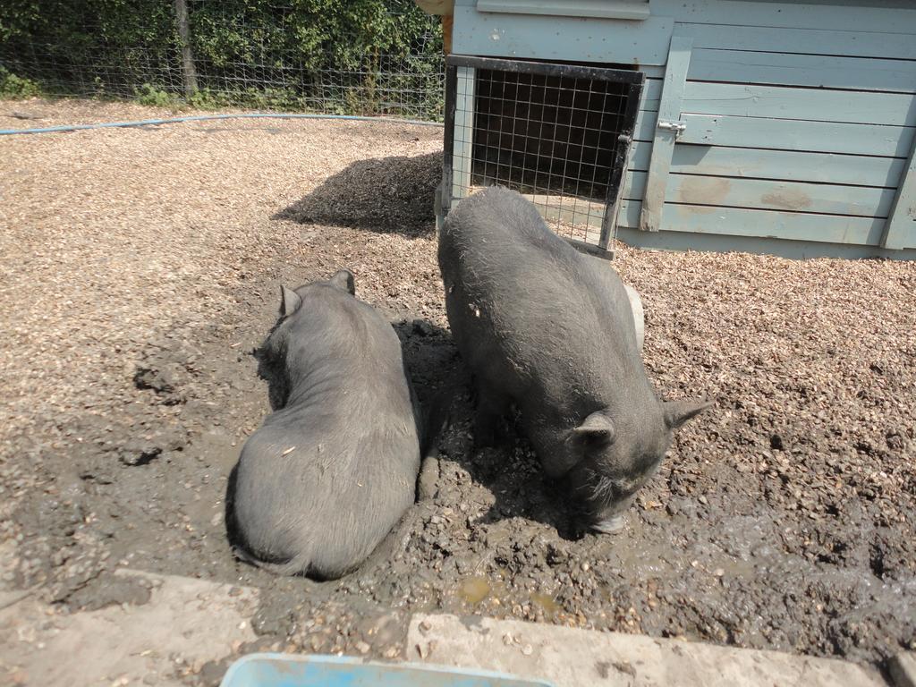 Willow Court Farm Studio South & Petting Farm, 8 Mins From Legoland & Windsor, 15 Mins From Lapland Uk Dış mekan fotoğraf