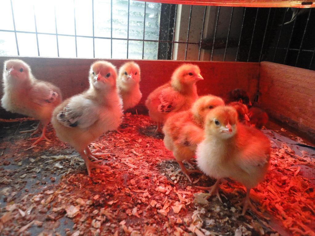 Willow Court Farm Studio South & Petting Farm, 8 Mins From Legoland & Windsor, 15 Mins From Lapland Uk Dış mekan fotoğraf