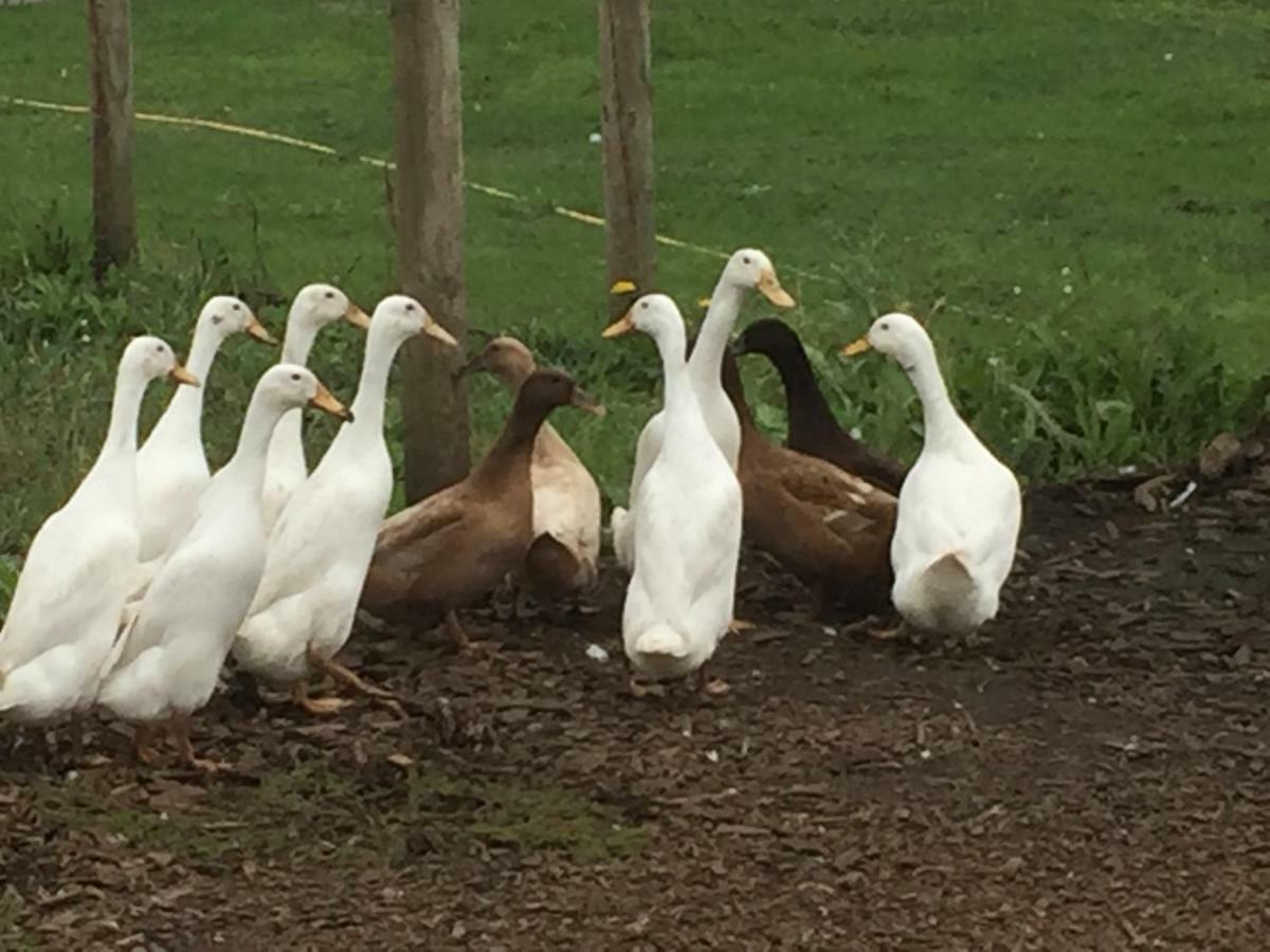 Willow Court Farm Studio South & Petting Farm, 8 Mins From Legoland & Windsor, 15 Mins From Lapland Uk Dış mekan fotoğraf