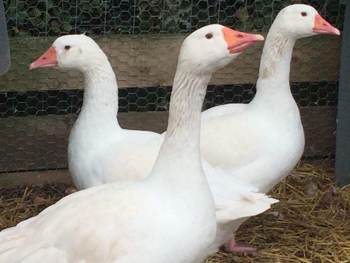 Willow Court Farm Studio South & Petting Farm, 8 Mins From Legoland & Windsor, 15 Mins From Lapland Uk Dış mekan fotoğraf
