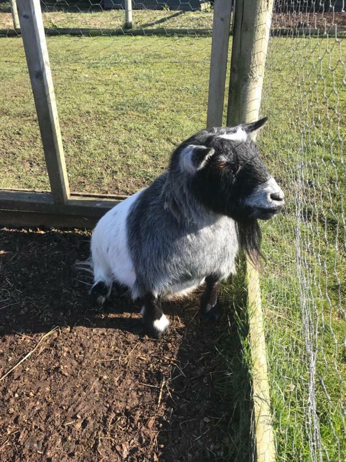 Willow Court Farm Studio South & Petting Farm, 8 Mins From Legoland & Windsor, 15 Mins From Lapland Uk Dış mekan fotoğraf