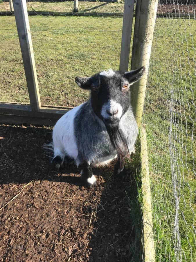 Willow Court Farm Studio South & Petting Farm, 8 Mins From Legoland & Windsor, 15 Mins From Lapland Uk Dış mekan fotoğraf
