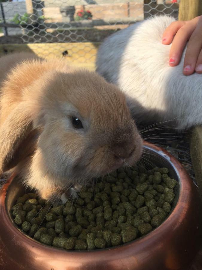 Willow Court Farm Studio South & Petting Farm, 8 Mins From Legoland & Windsor, 15 Mins From Lapland Uk Dış mekan fotoğraf