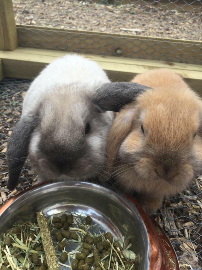 Willow Court Farm Studio South & Petting Farm, 8 Mins From Legoland & Windsor, 15 Mins From Lapland Uk Dış mekan fotoğraf