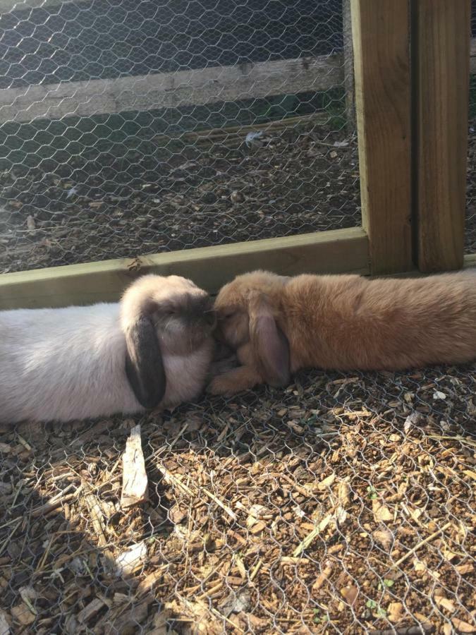 Willow Court Farm Studio South & Petting Farm, 8 Mins From Legoland & Windsor, 15 Mins From Lapland Uk Dış mekan fotoğraf