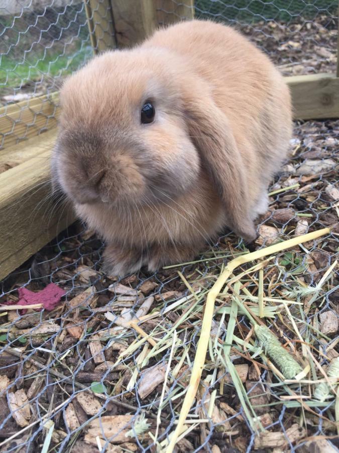 Willow Court Farm Studio South & Petting Farm, 8 Mins From Legoland & Windsor, 15 Mins From Lapland Uk Dış mekan fotoğraf