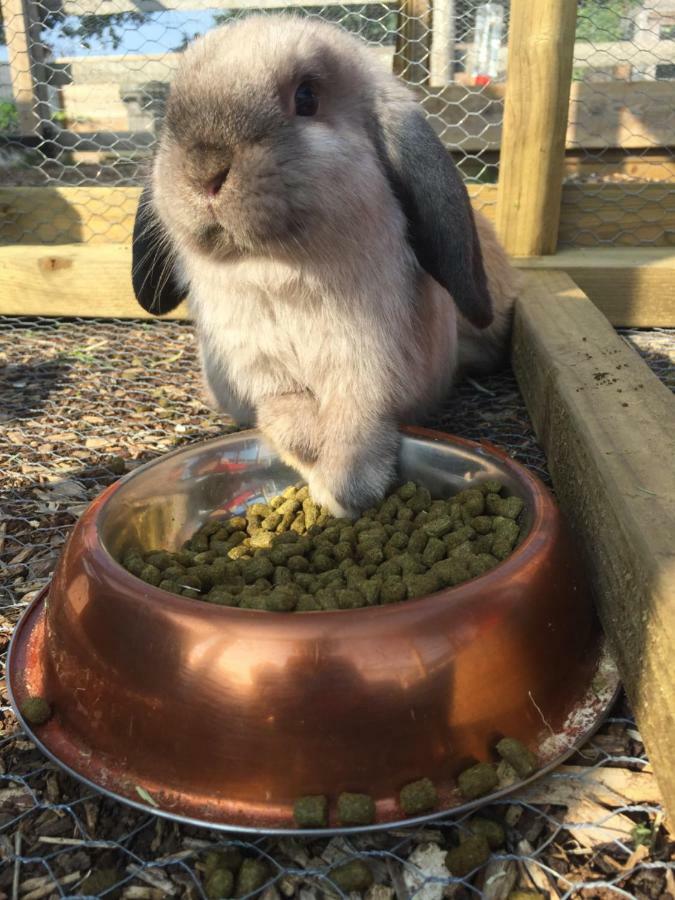 Willow Court Farm Studio South & Petting Farm, 8 Mins From Legoland & Windsor, 15 Mins From Lapland Uk Dış mekan fotoğraf